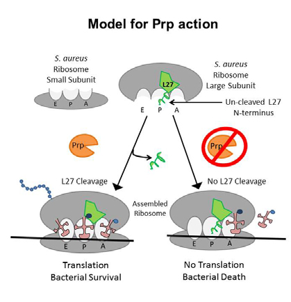 Model for Prp action