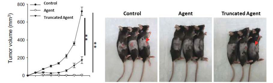 Chart and three picture of mice showing the tumor volume for control, agent and truncated agent