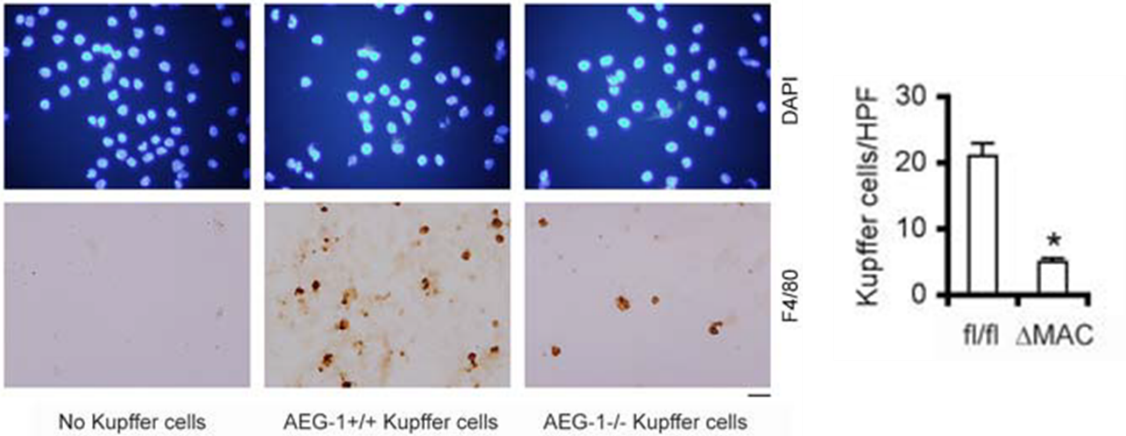 Results from experiment